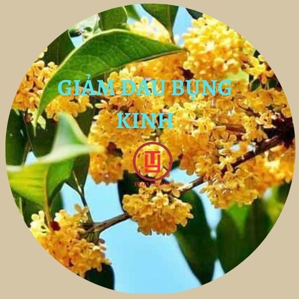 Quế Hoa Thượng Hạng 500g (Trà Hoa Quế, Hoa Mộc)-Tiệm Trà Thái Y