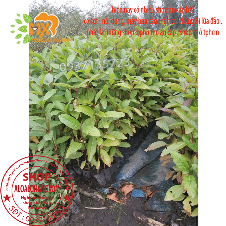 [HCM]COMBO 5 CÂY GÁO  VÀNG -CÂY GIỐNG