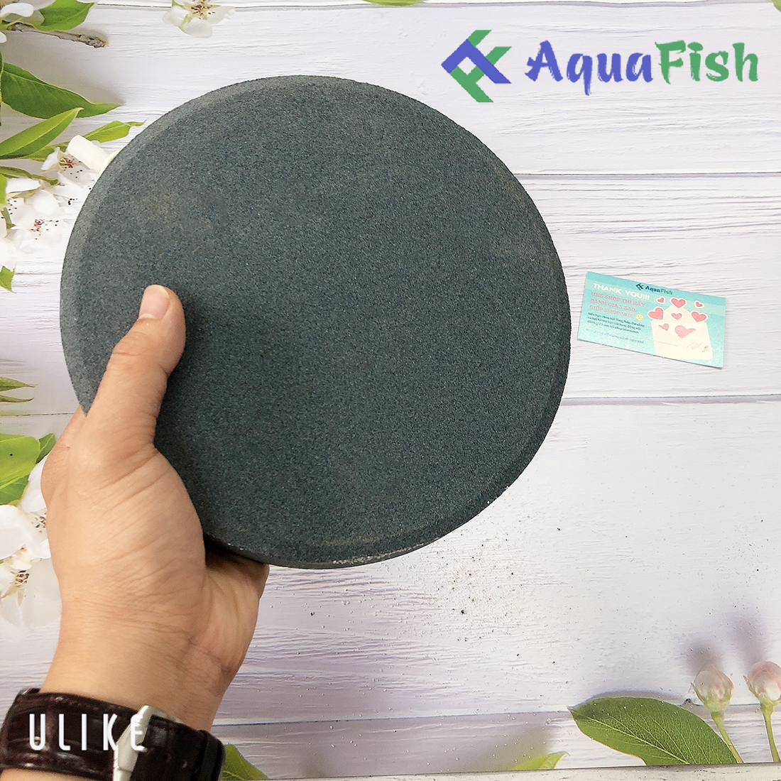 Đĩa sủi 20cm (dành cho bể cá)
