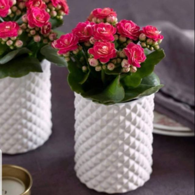 Cây con giống sống đời kép màu đỏ