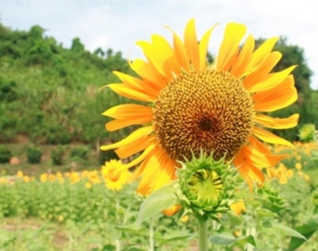 Hạt giống hoa Hướng dương khổng lồ