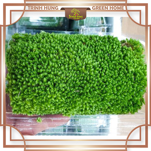 Rêu cusion khỏe, đẹp.Set tiểu cảnh, bán cạn, Terrarium
