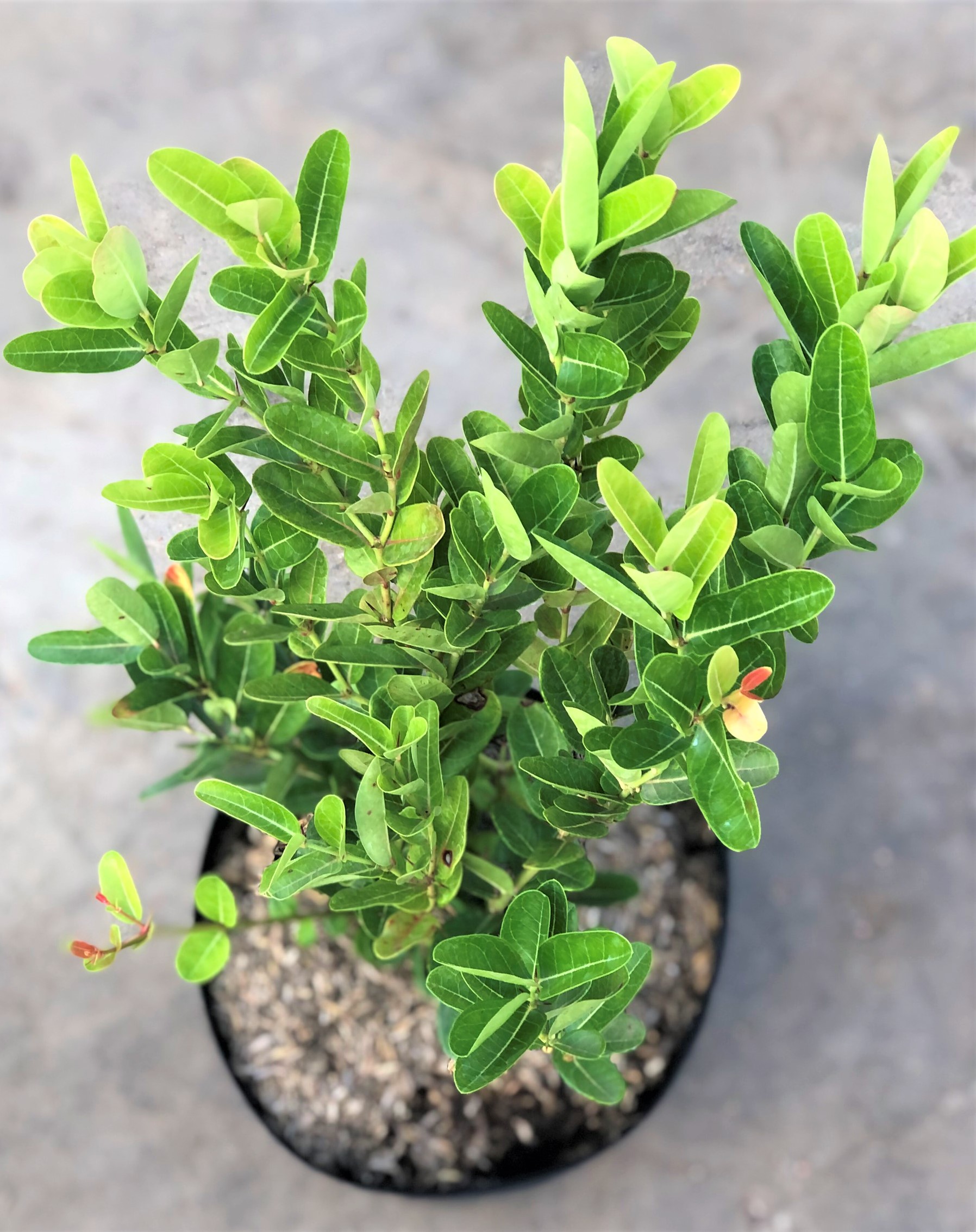 Cây Siro trồng cho trái liền