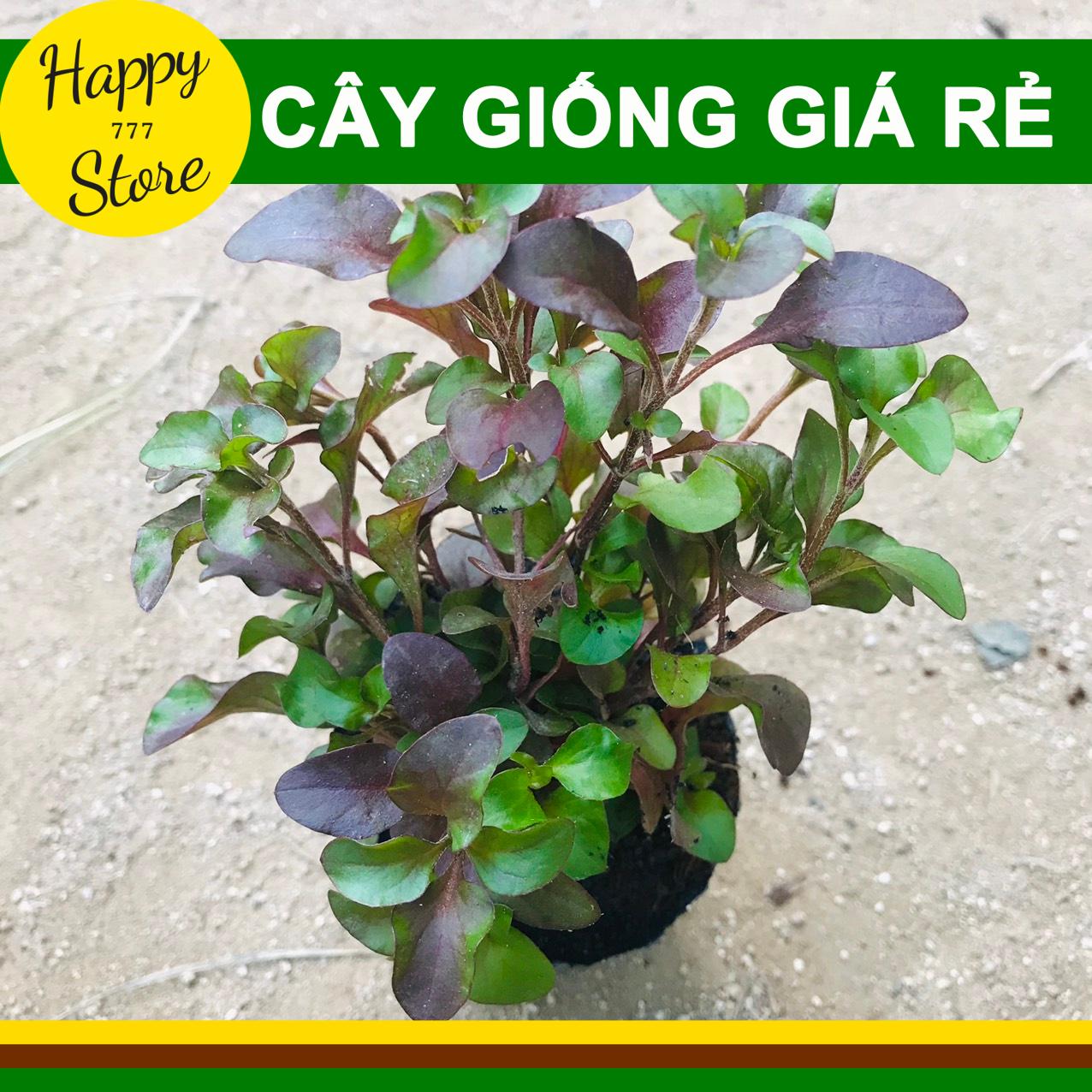 Cây giống xà lách xoang nhật, cải xoang nhật