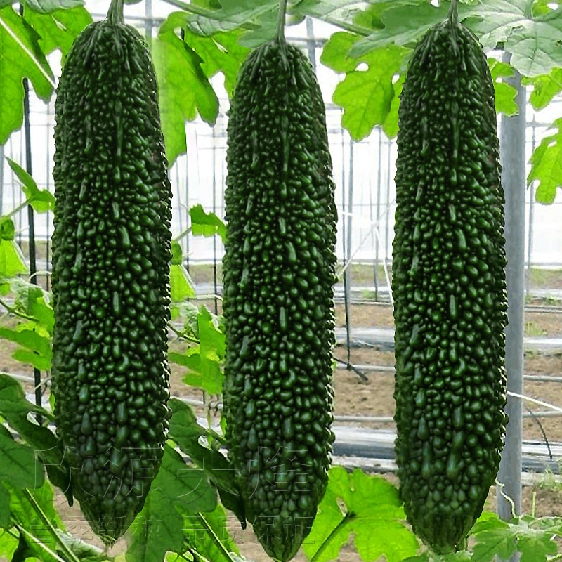 Hạt giống mướp đắng nhật bản 10 hạt