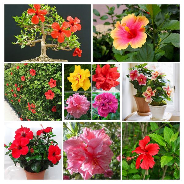 Hạt giống hoa dâm bụt kép