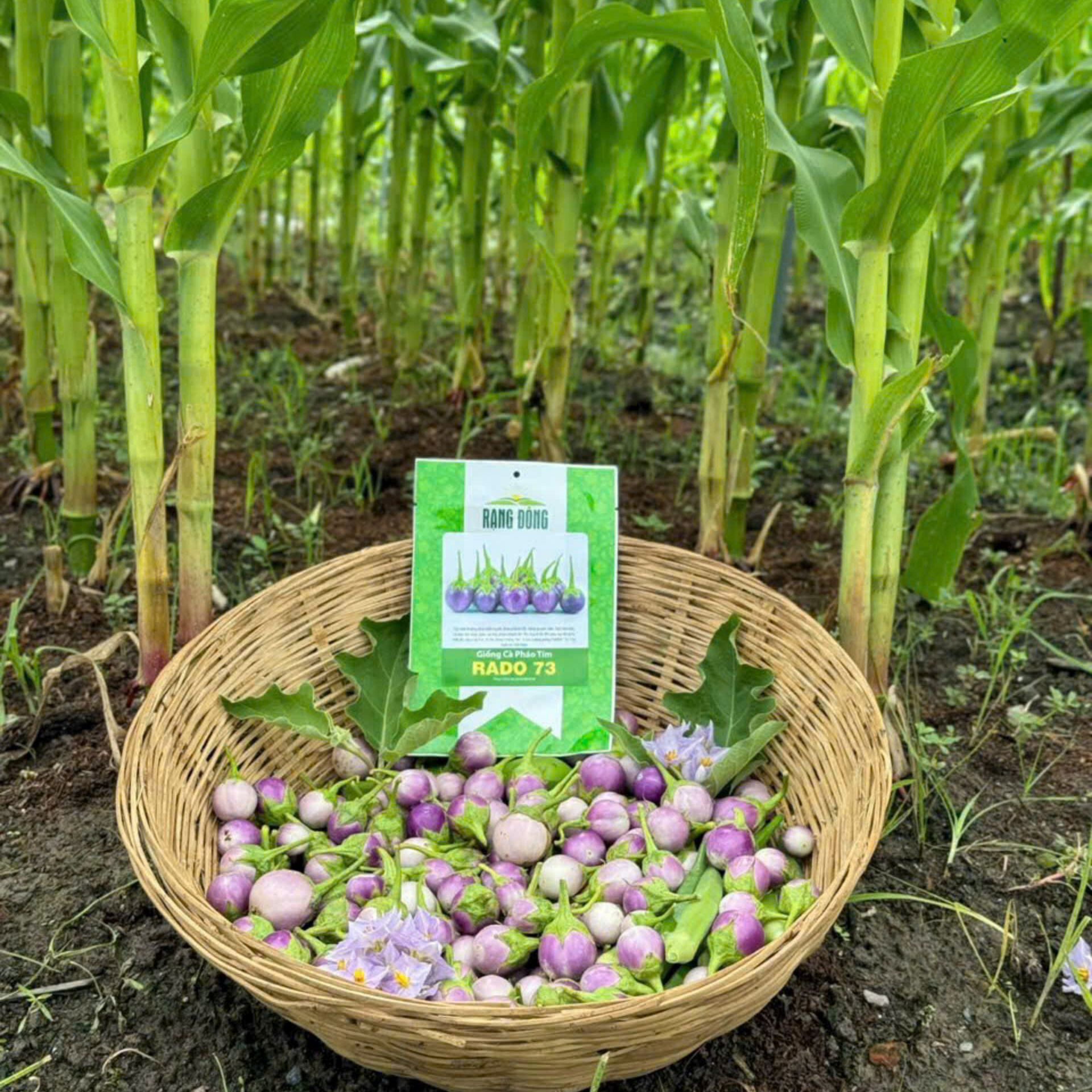 Hạt giống Cà Pháo Tím 73 (0,5g~100 hạt) nảy mầm tốt, kháng bệnh, trồng quanh năm - Hạt giống Rạng Đông
