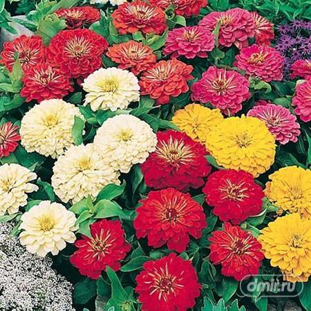 "Gói 50 Hạt " Hạt giống cúc lá nhám mix màu