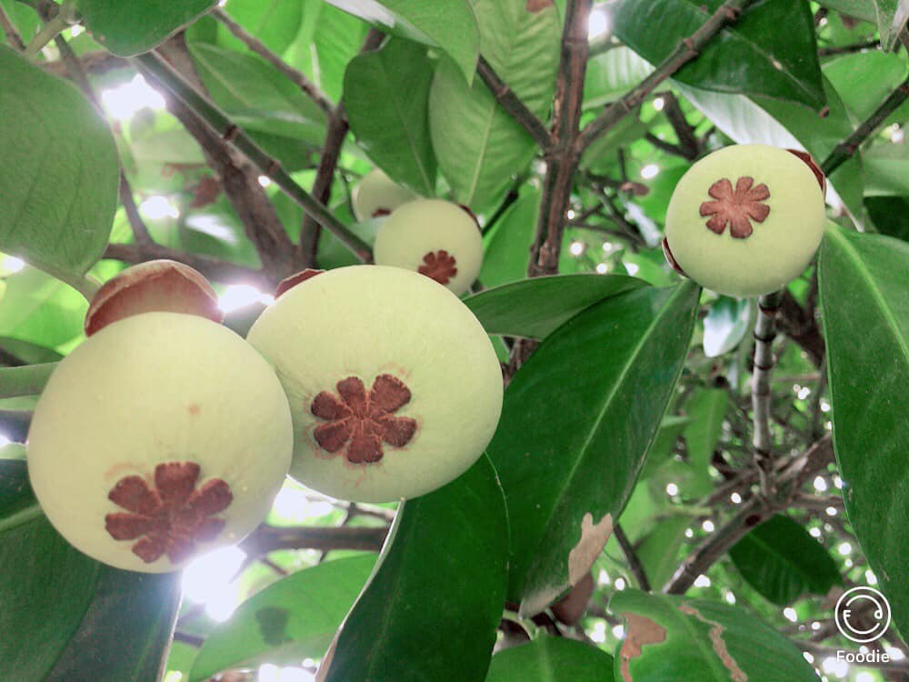 Cây giống Măng cụt ( Giống chuẩn ươm từ Hạt).