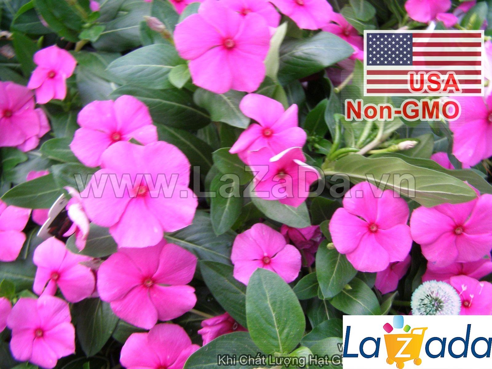 50h Hạt Giống Hoa Dừa Cạn Lùn Hồng (C2.302| -KD: B6*V24*M003)
