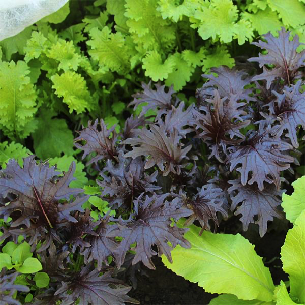 [Hạt giống Mỹ] Hạt giống cải kale Mỹ KX-1