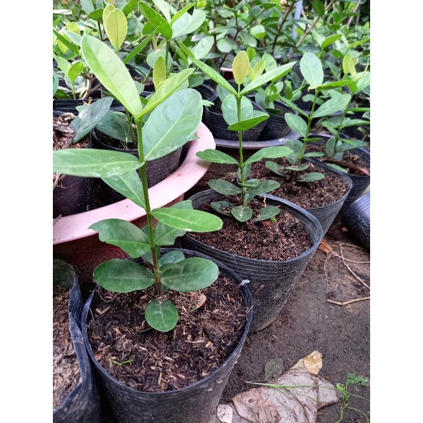 cây mẫu đơn thái phụng hoàng cam