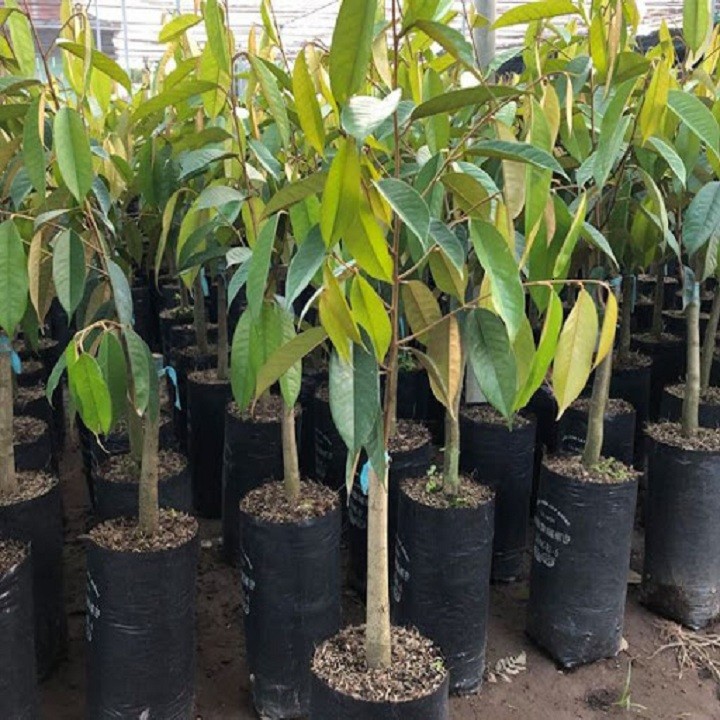 Cây giống sầu riêng Ri6