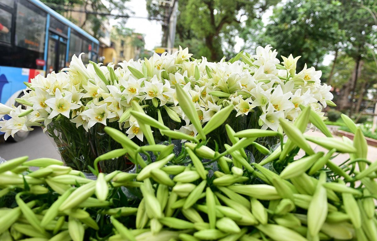củ giống hoa loa kèn trắng (hoa lily trắng)