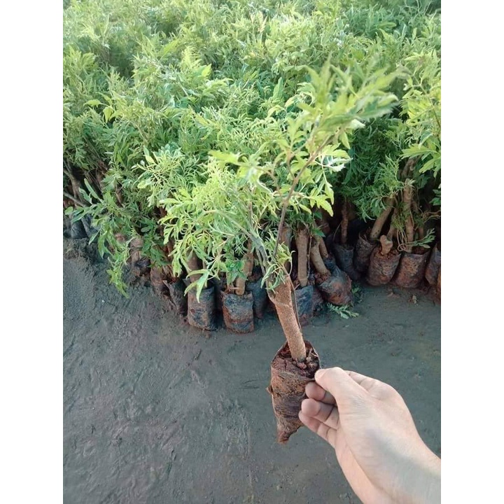 CÂY GIỐNG ĐINH LĂNG NẾP LÁ NHỎ