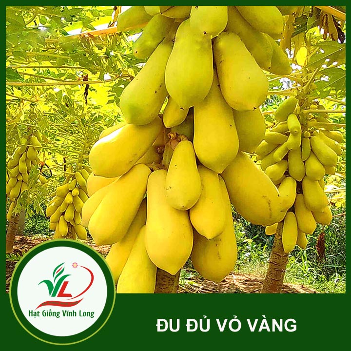 Hạt giống Đu đủ vàng Vĩnh Thành - 5 hạt