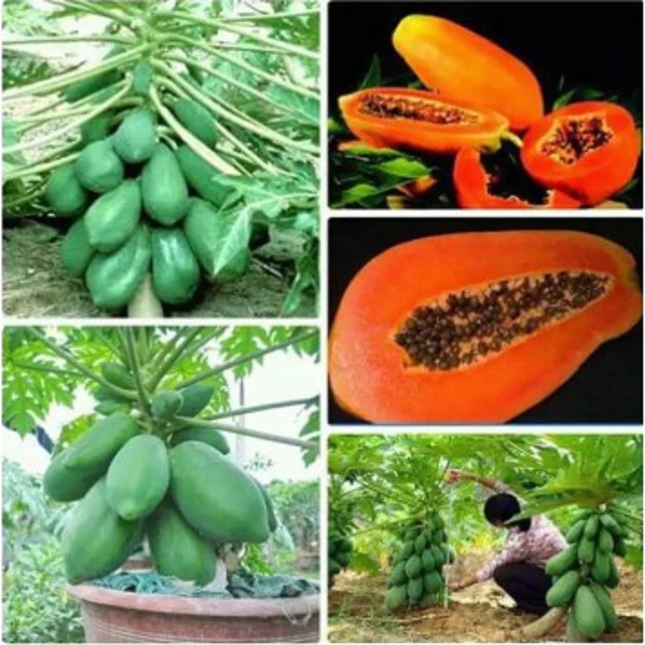 Combo 3 cây Đu đủ đài loan, giống đu đủ lùn đài loan, giống đu đủ nhập khẩu quả to, ruột đỏ chất lượng