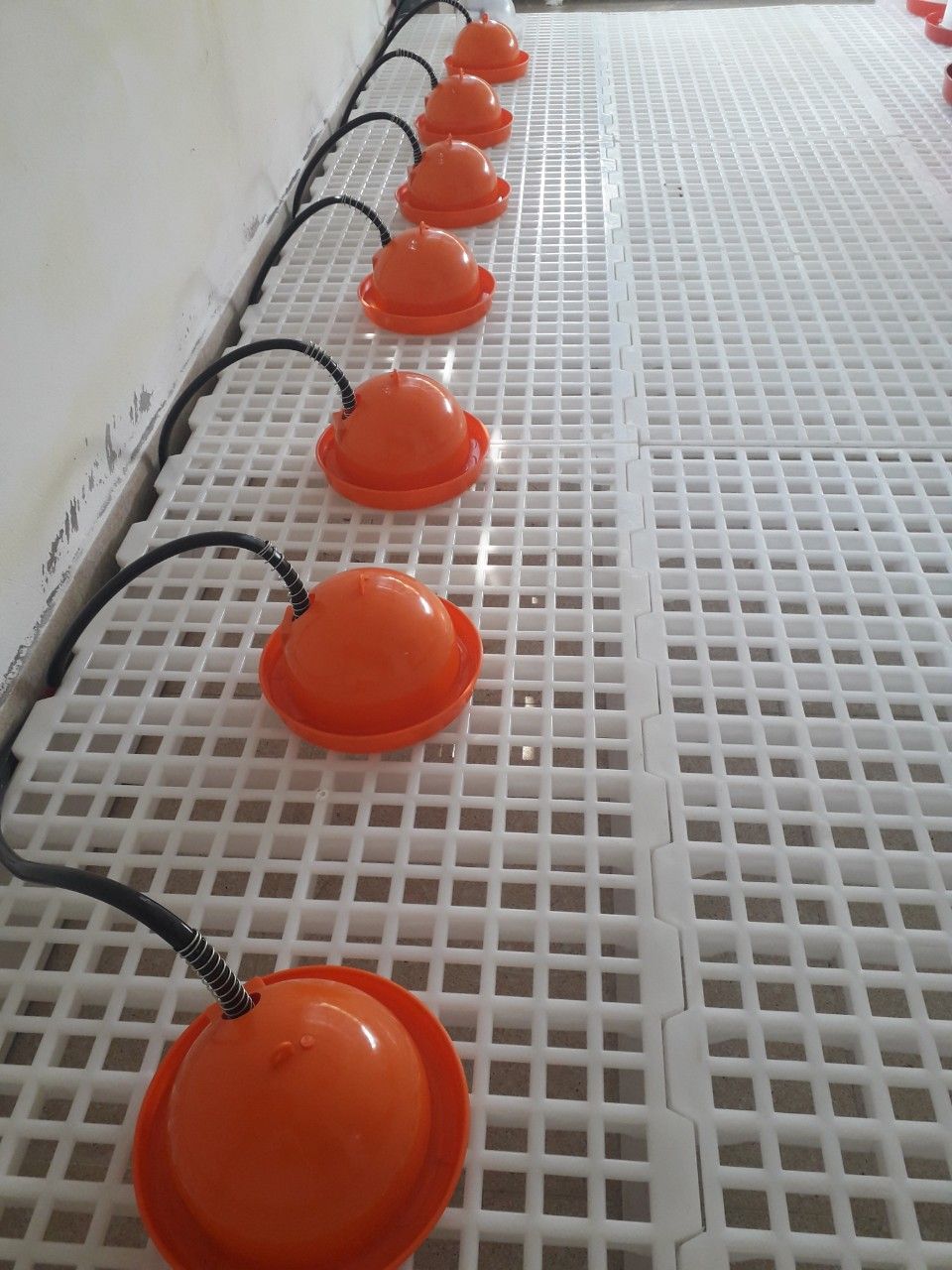 10 cái MÁNG UỐNG CHO CHIM CÚT - GÀ VỊT