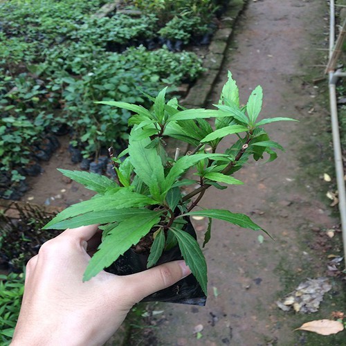 Cây giống mần tưới