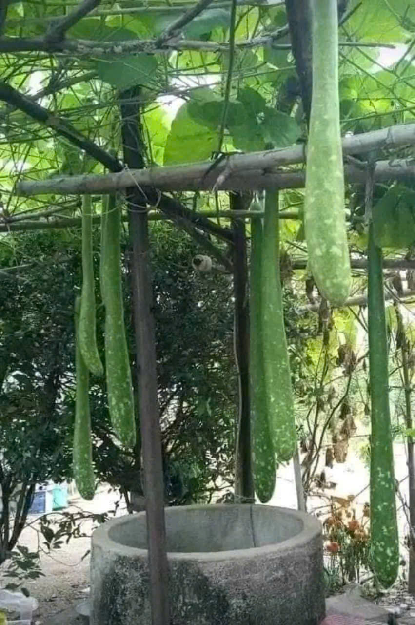 Hạt giống bầu sao quê dài - 1 gói 10 hạt