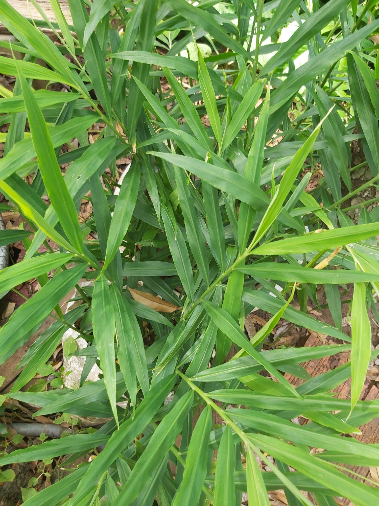 lá gừng tươi