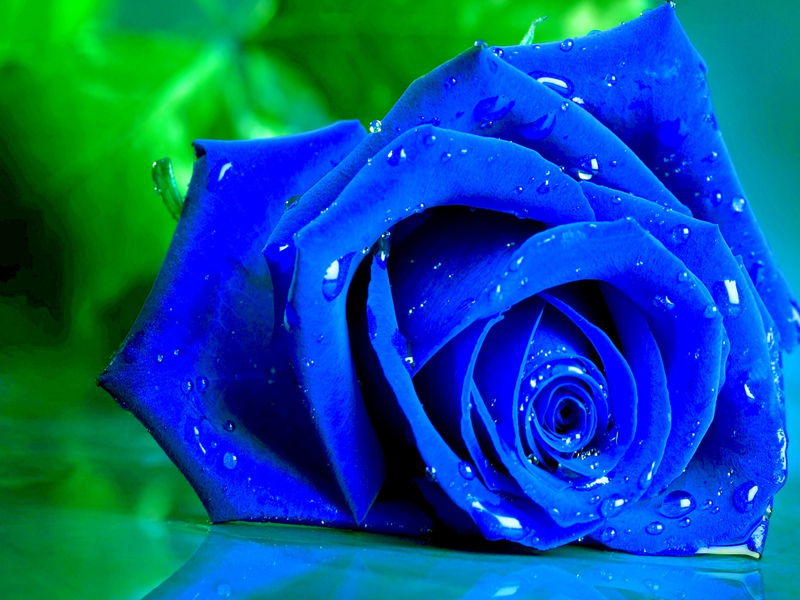 Gói hạt giống hoa hồng xanh giúp bạn trồng được những đóa hoa tuyệt đẹp và độc đáo. Tận hưởng quá trình trồng cây và chăm sóc hoa, và cùng thưởng thức vẻ đẹp của hoa hồng xanh. Sở hữu ngay gói hạt giống hoa hồng xanh và bắt đầu tạo nên một khu vườn đầy màu sắc.