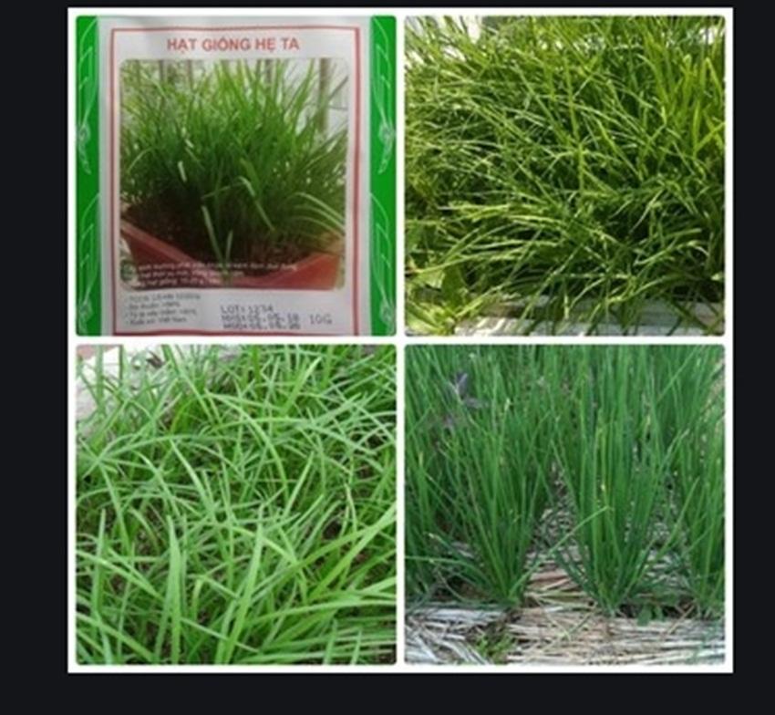 200 Hạt giống lá hẹ ta