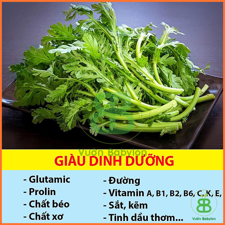 20Gr Hạt Giống Rau Tần Ô Độ Đồng Đều Cao