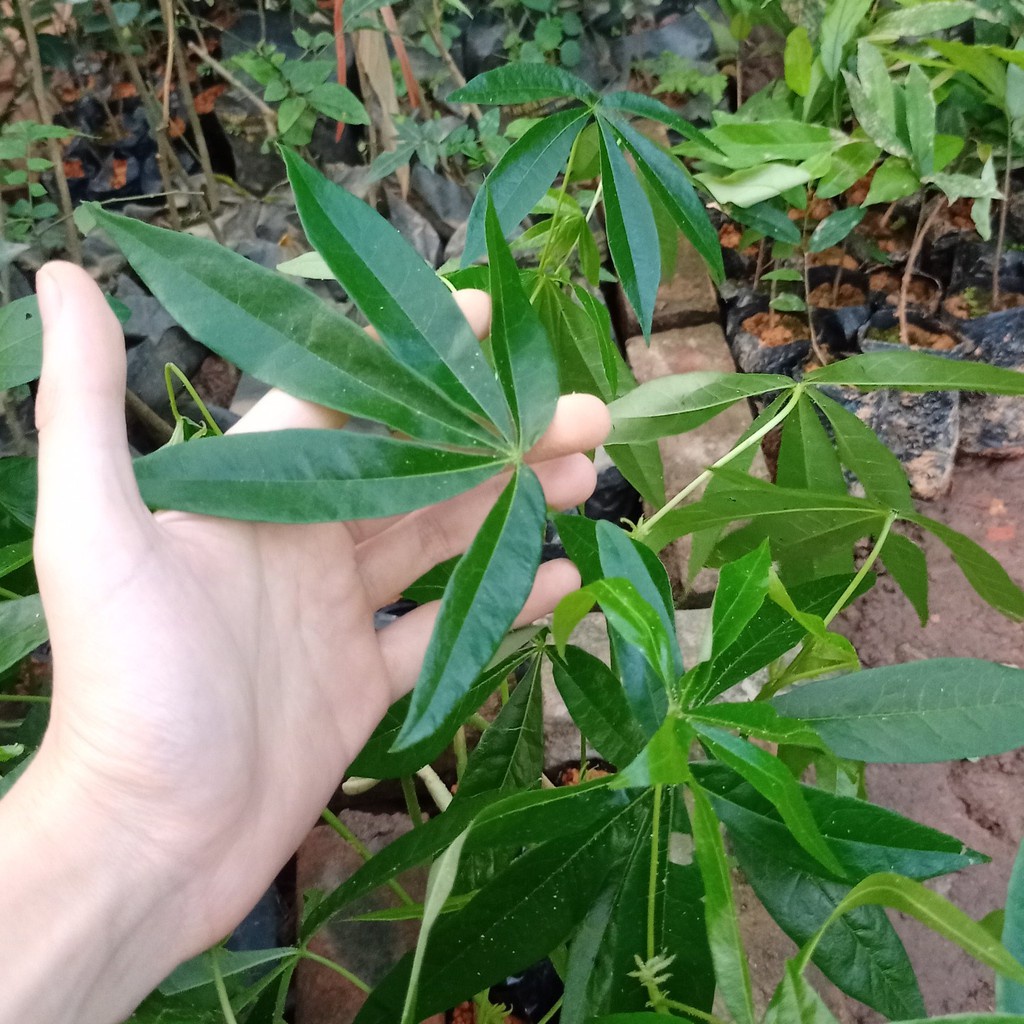 CÂY GIỐNG TRÔM LẤY MỦ (uacj bảo hành )