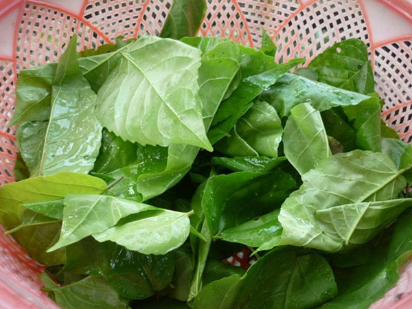Hạt Giống Lá Cách Vọng Cách - gói 20 hạt