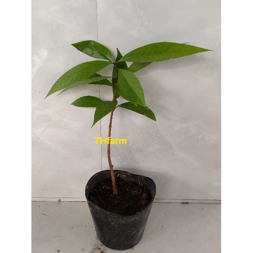 Cây điều miền tây/ mận hoa đỏ- Đặc sản miền tây- Trái cây tuổi thơ- Hoa kiểng Nguyễn Lộc