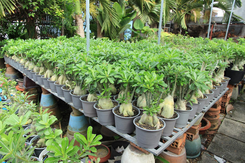 Chậu Cây Hoa Sứ Thái