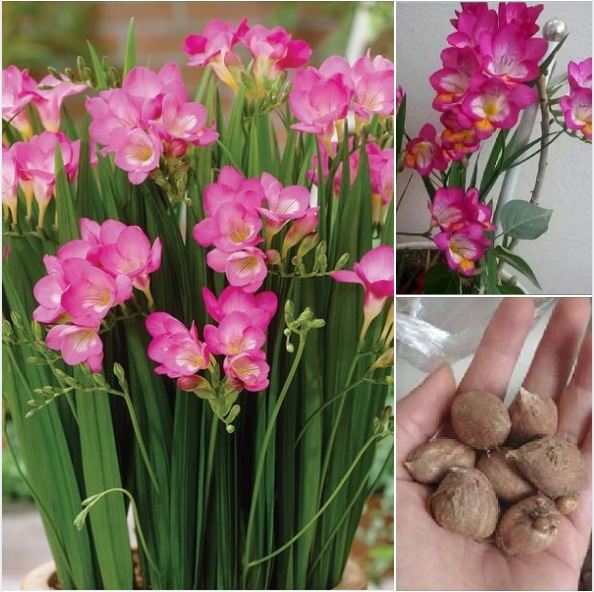 Combo 4 củ giống hoa lan nam phi nhiều màu ( kèm 4 viên nén xơ dừa ươm củ )