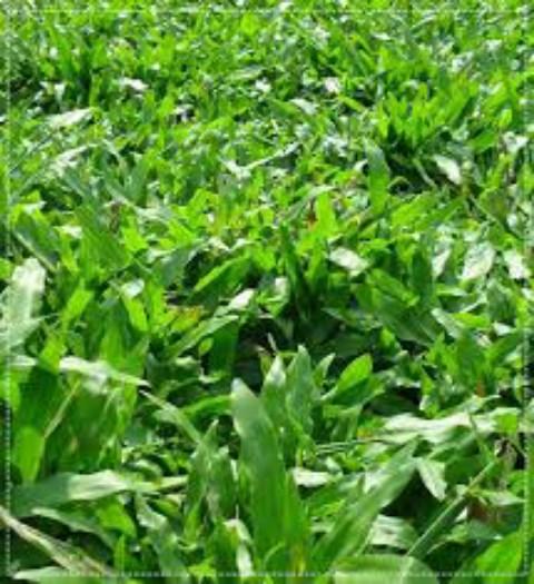 Hạt Cỏ Chăn Nuôi - Cỏ Lá Gừng. Túi 200 Gram Sinh Trưởng Mạnh - Dễ Trồng- Giá Ưu Đãi.