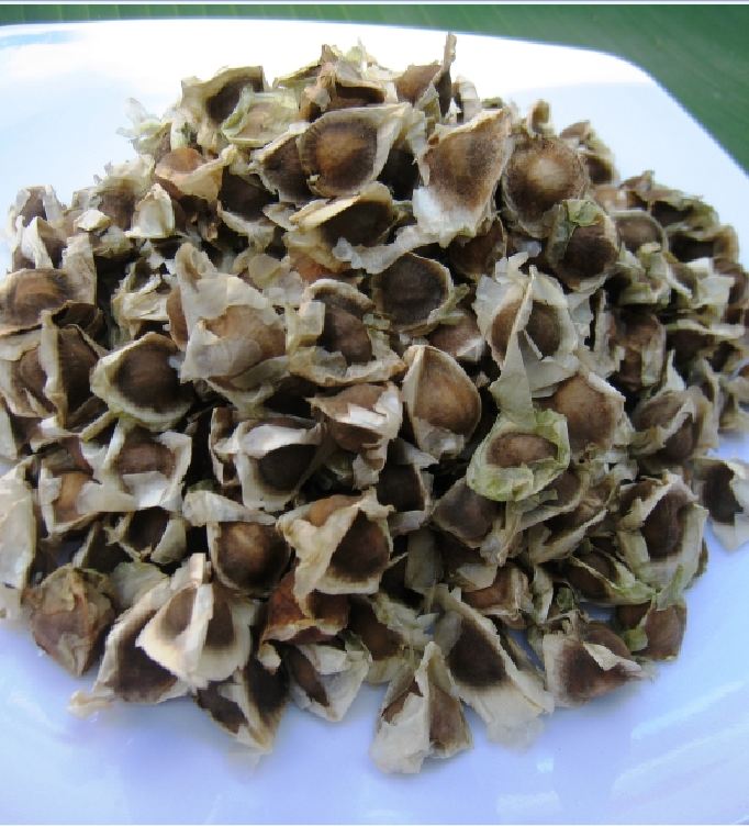 Hạt Cây Giống Chùm Ngây - 20 hạt.gói