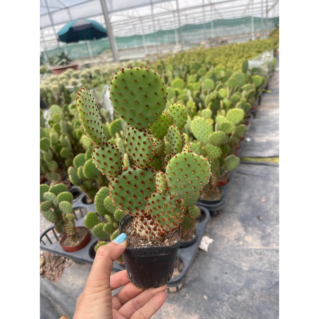 Xương rồng tai chuột Mickey