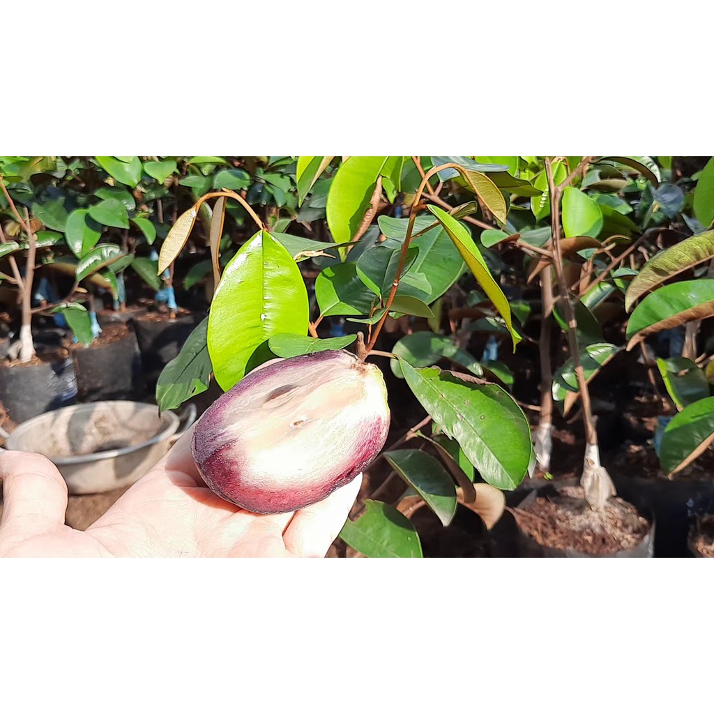 Cây vú sữa tím