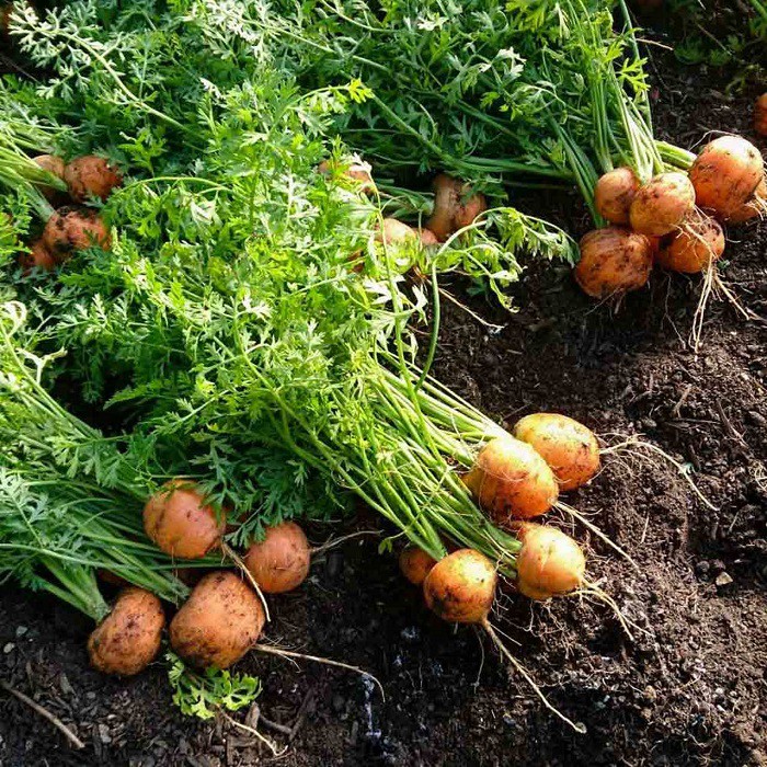 Hạt giống củ cà rốt tròn đỏ-gói 100 hạt(tặng kèm phân bón)