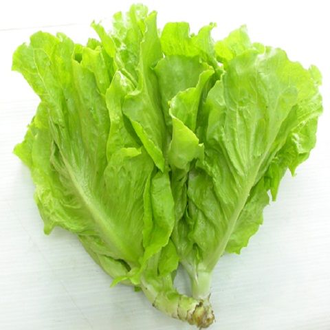 Hạt giống xà lách cao sản