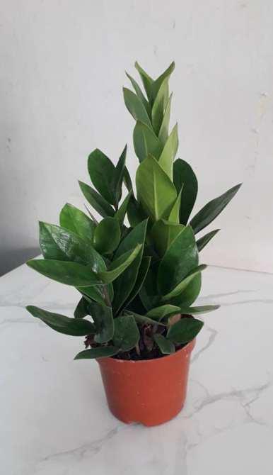 Cây Kim Tiền Để Bàn - Chậu Cây Cảnh