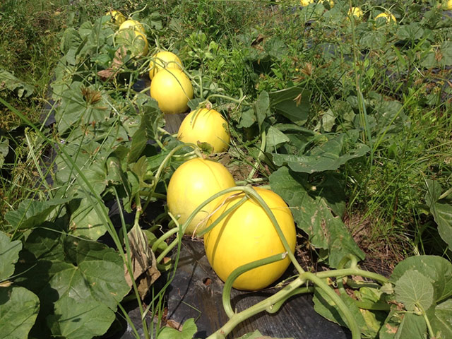 [HCM]Gói 0.2GR hạt giống Dưa Lê F1 Kim Hoàng Hậu