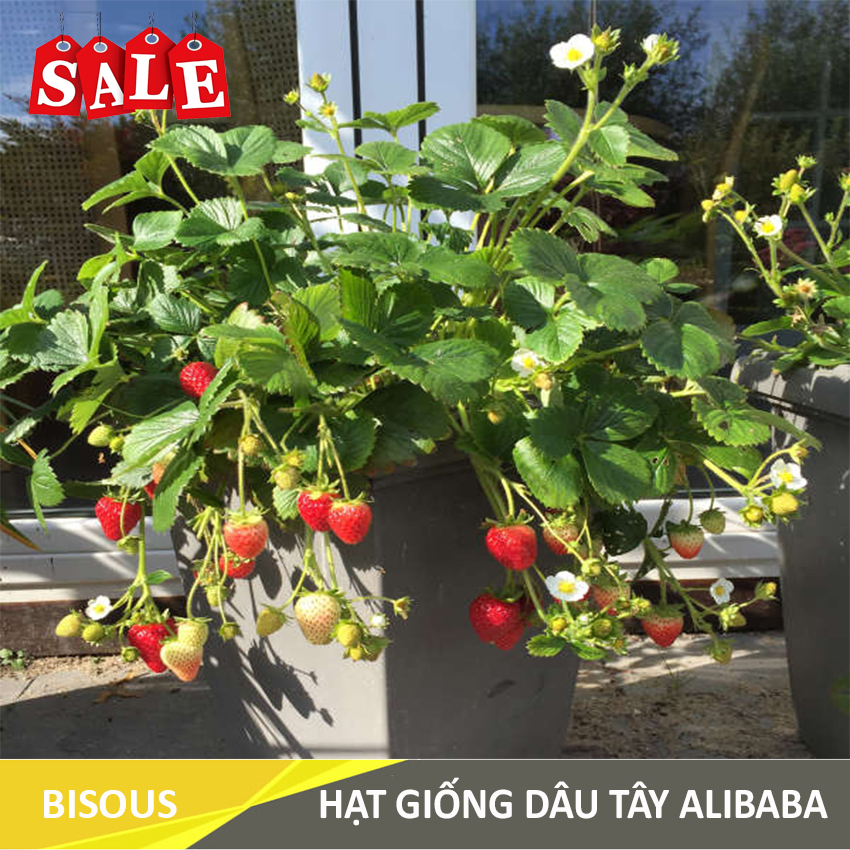 Hạt giống Dâu tây Q24 Bisous KLT 50 hạt