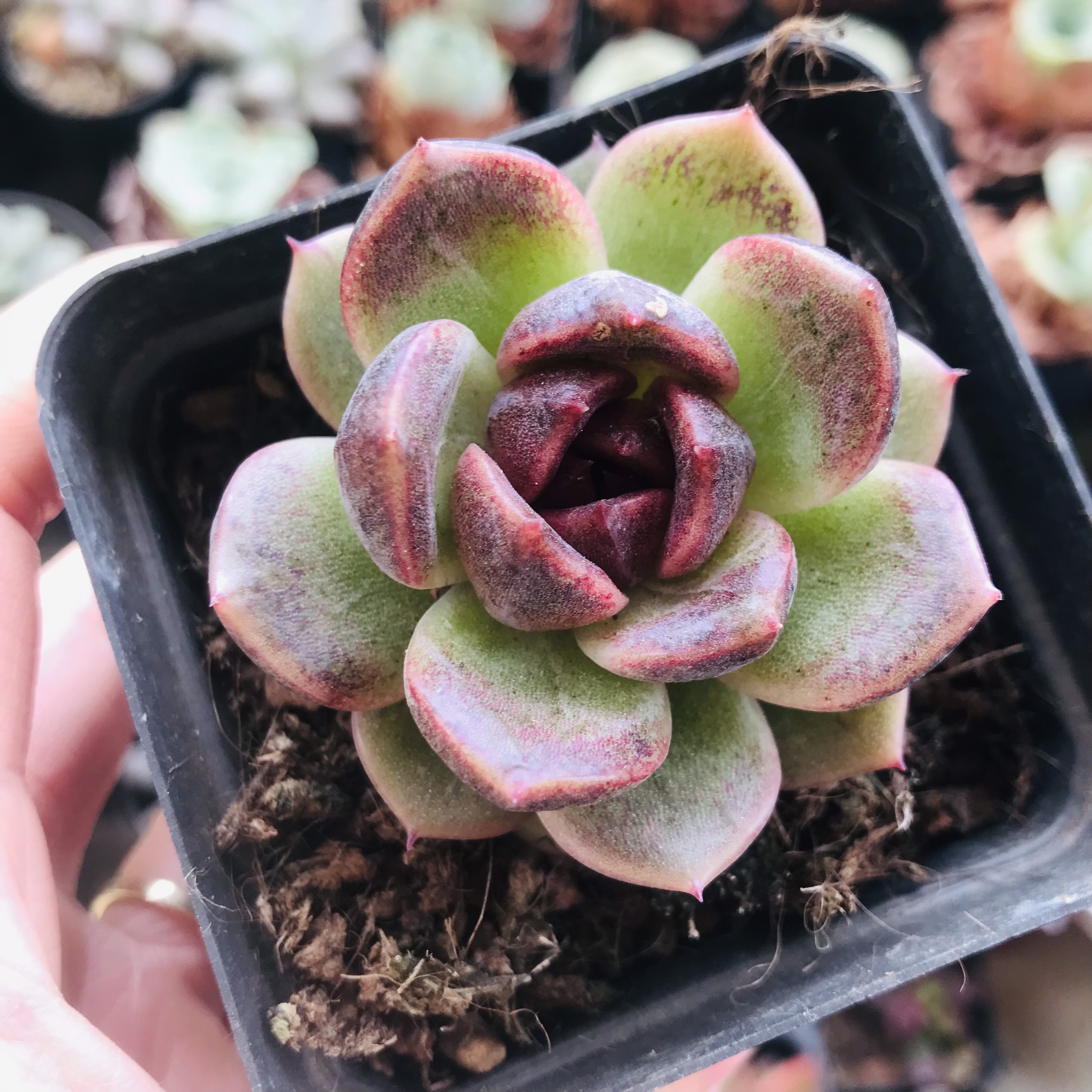 Sen đá Echeveria Black Queen size 6-6.5cm