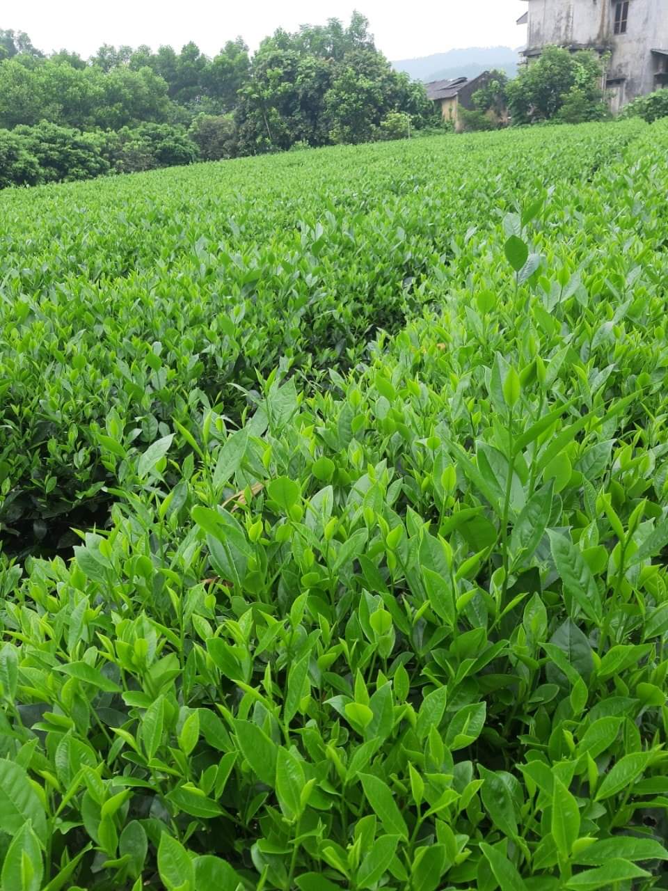 [TRÀ BẮC] 200G Trà Nõn Tôm Tân Cương Thái Nguyên