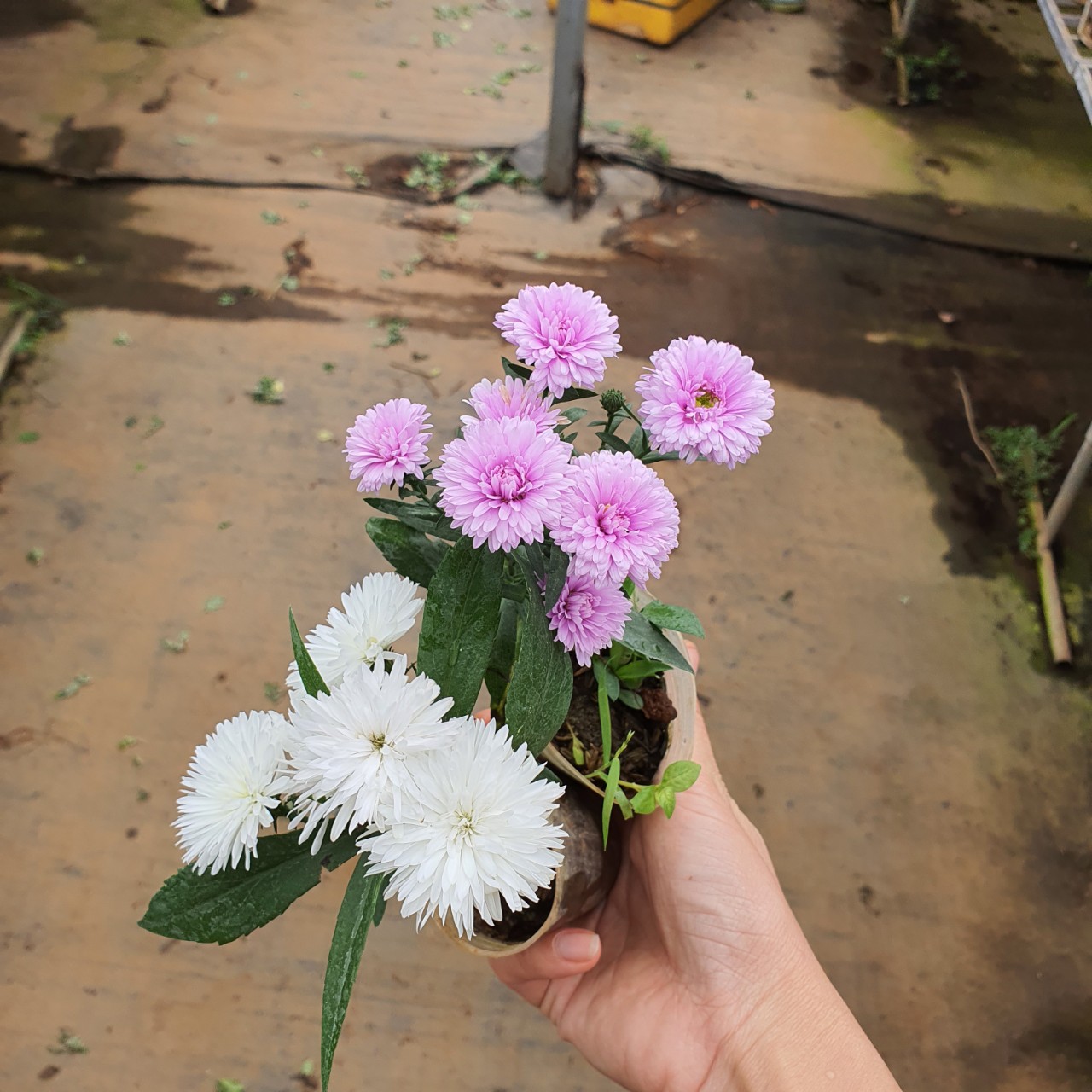Combo 6 màu hoa Thạch THảo kép (15 cây)