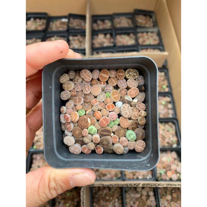 cây sen đá mông sen đá lithops thạch lan size nhỏ