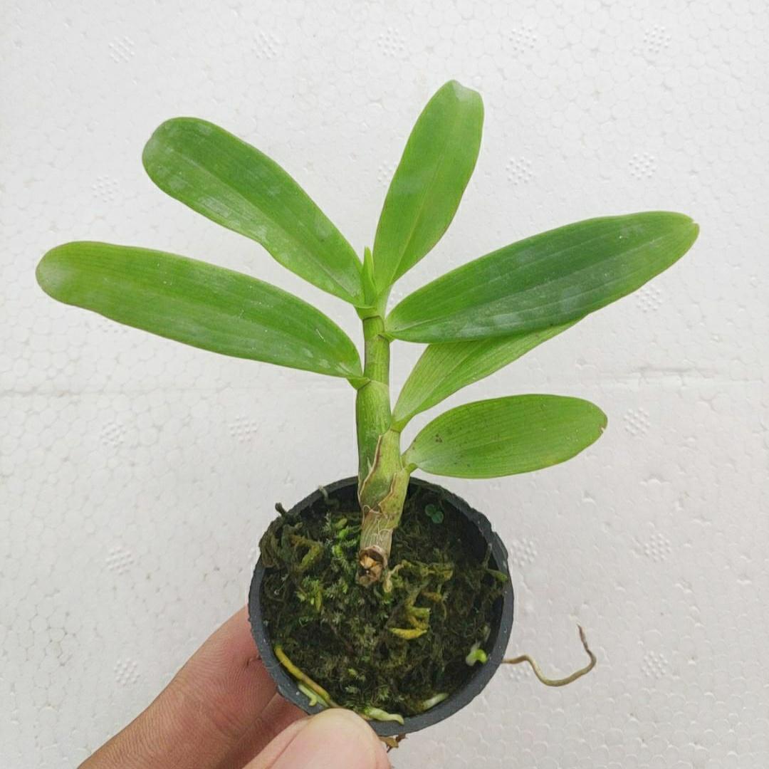 Lan giả hạc Đaclay Cây năm 2 đẹp