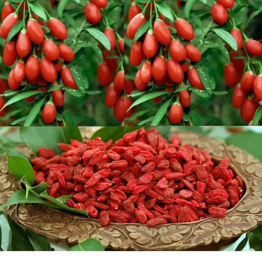 Kỷ Tử - Trà Thảo Lộc 1 Túi 100g