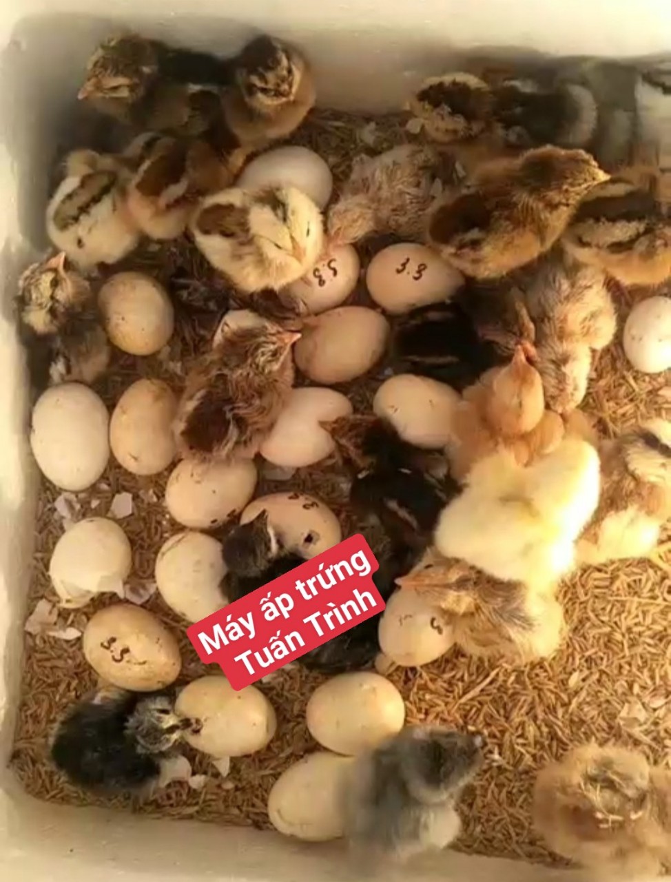 Máy ấp trứng mini tự chế