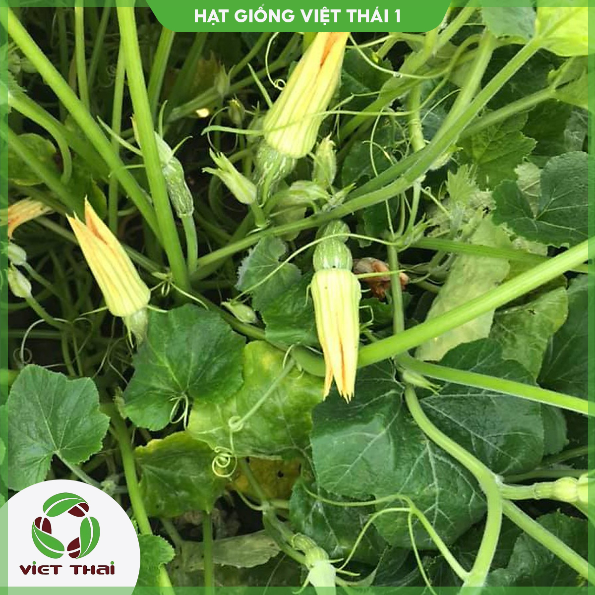 Hạt giống bí ăn nụ tn - hgvt1